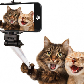 Котята 5623