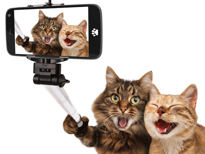 Котята 5623
