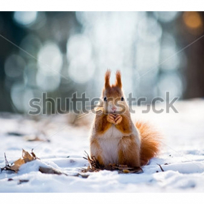 Животные 5516