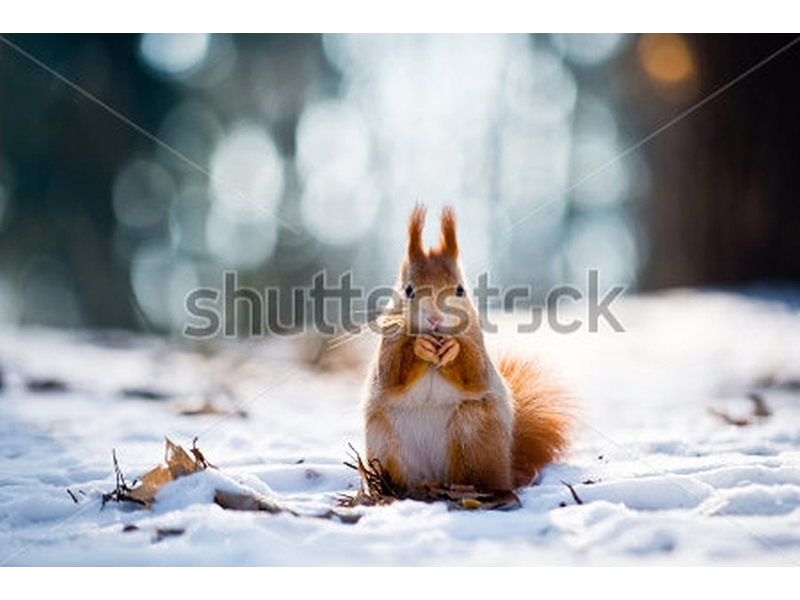 Животные 5516