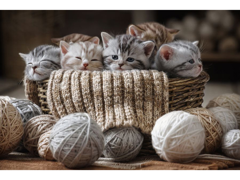 Котята 5627