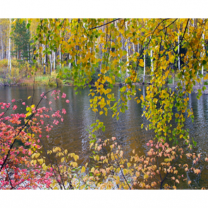 Пейзаж с березами