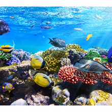 Под водой моря