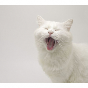 Котята 5602
