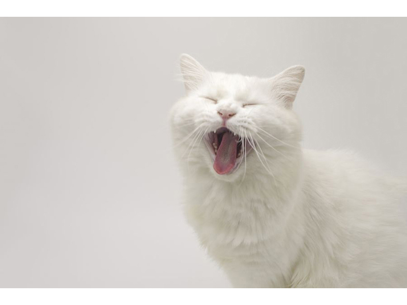 Котята 5602