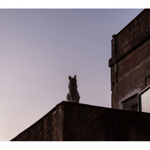 Котята 5610