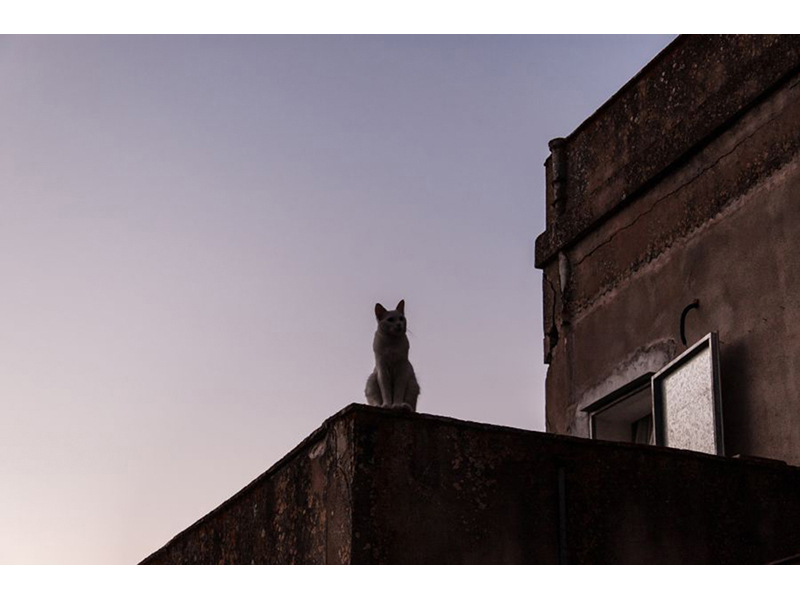 Котята 5610