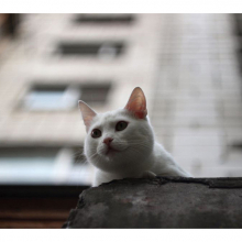 Котята 5622