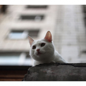 Котята 5622