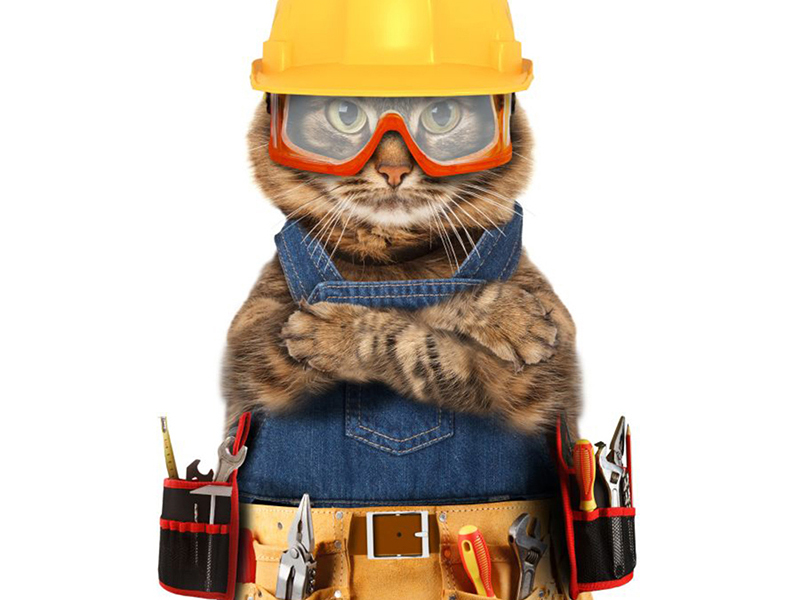Котята 5624