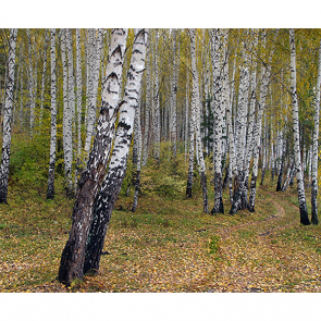 Осенняя березовая роща
