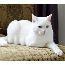 Котята 5607