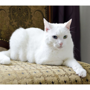 Котята 5607