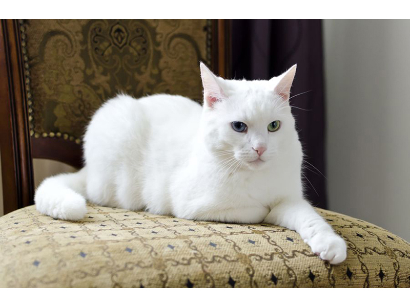 Котята 5607