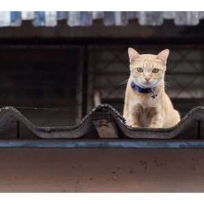 Котята 5608