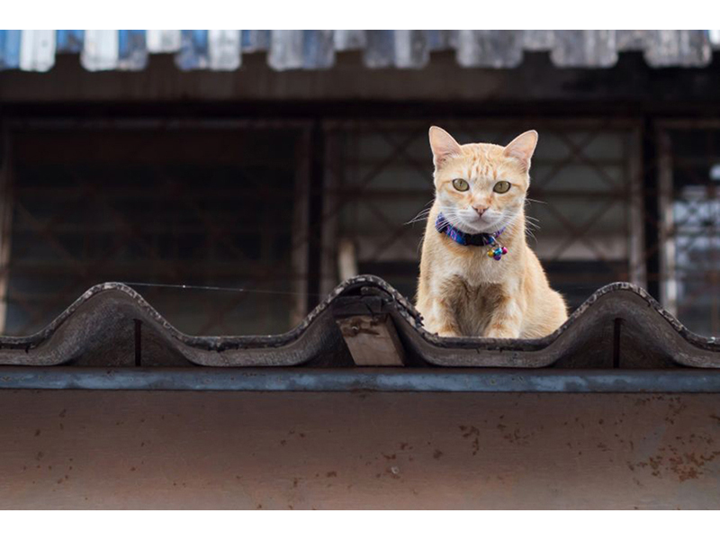 Котята 5608