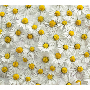 Фотообои Букет ромашек