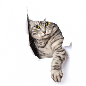 Котята 5626