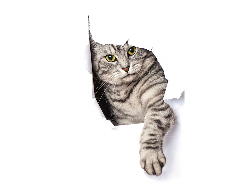 Котята 5626