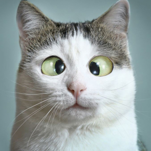 Котята 5625
