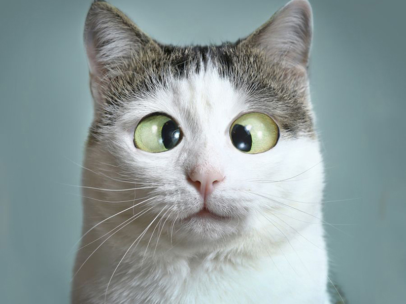 Котята 5625