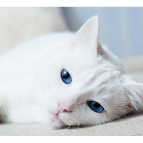 Котята 5603