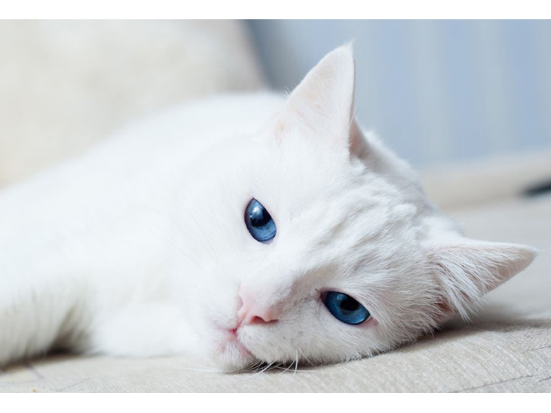Котята 5603