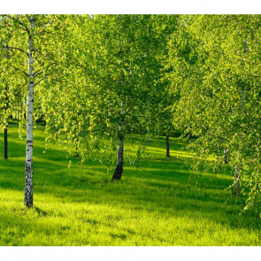 Березовая роща 08059