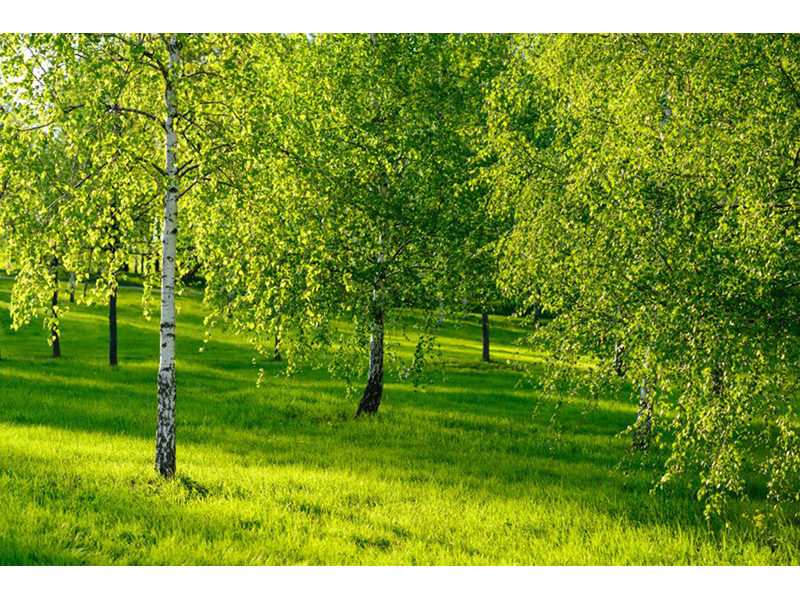 Березовая роща 08059 3542