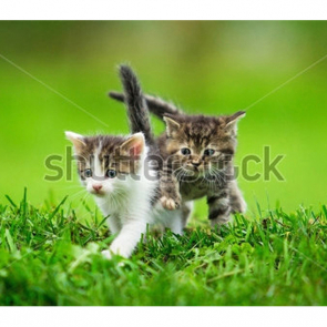 Котята 5592