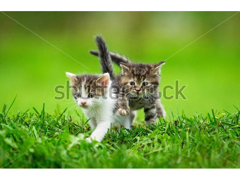 Котята 5592