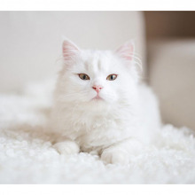 Котята 5601