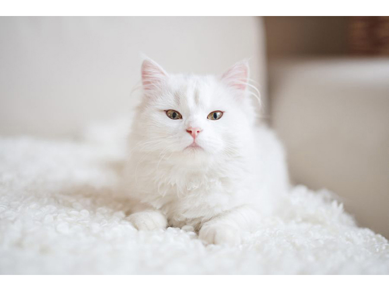 Котята 5601