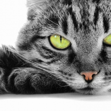 Котята 5635