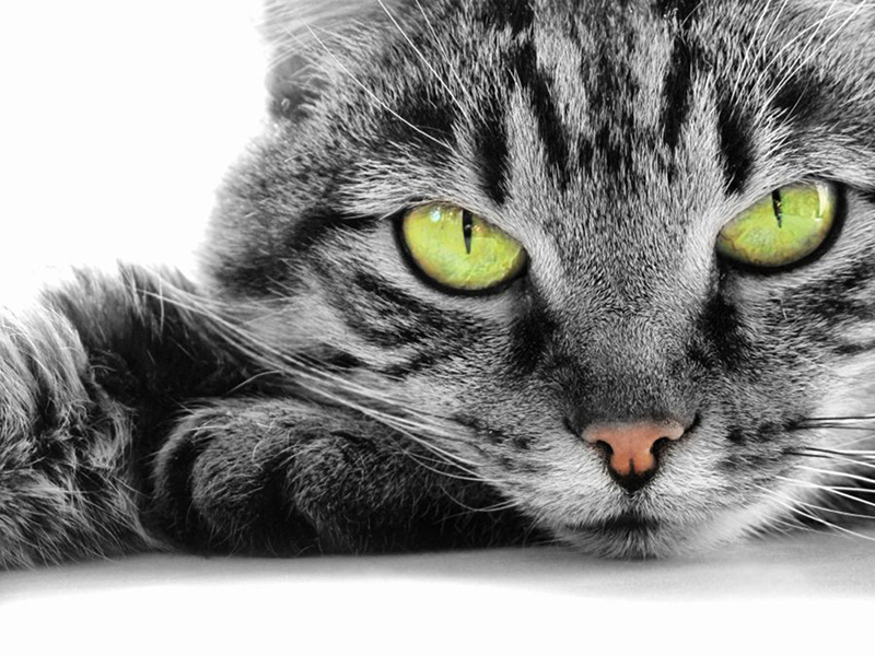 Котята 5635