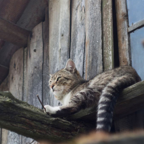 Котята 5618