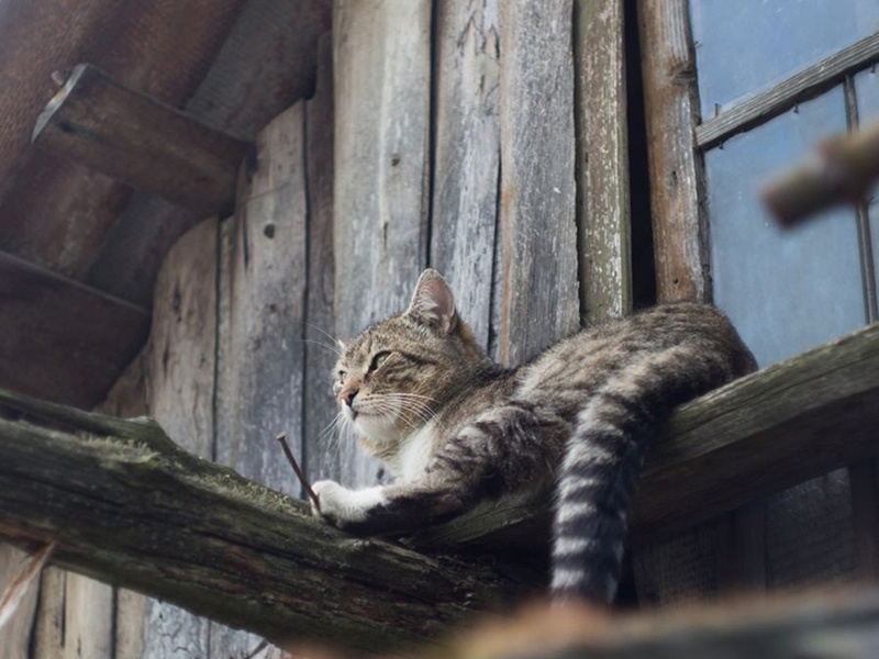 Котята 5618