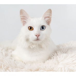 Котята 5598