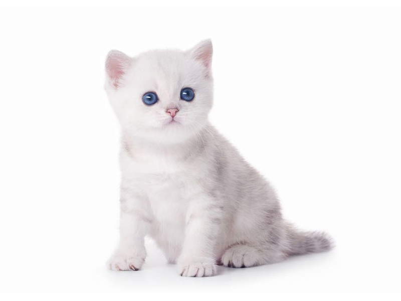 Котята 5595