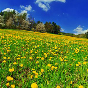 Панорама 08278