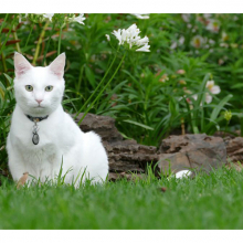 Котята 5597