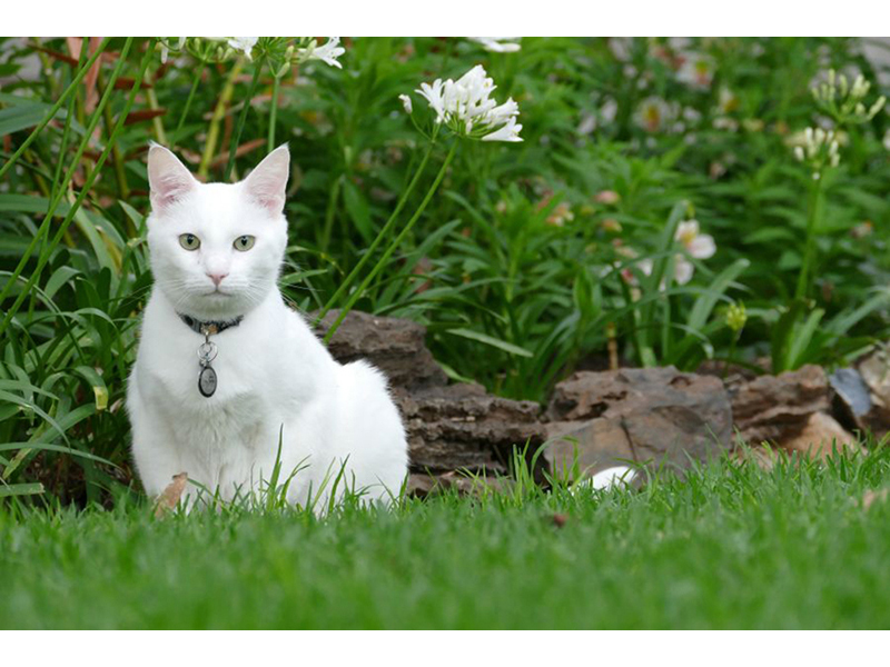 Котята 5597