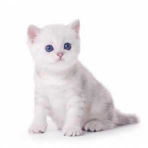 Котята 5595