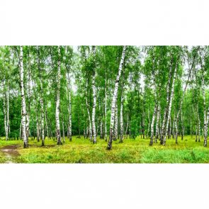 Березовая роща 16523