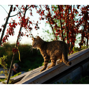 Котята 5614