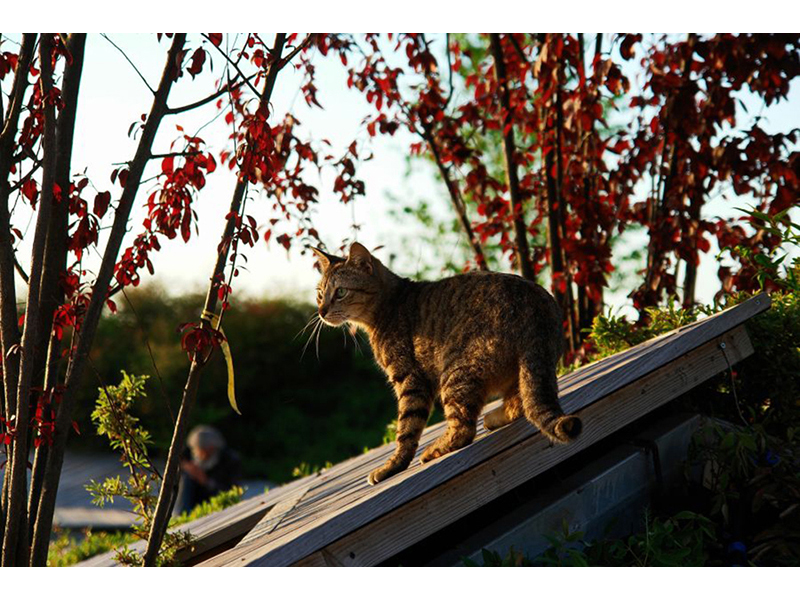 Котята 5614
