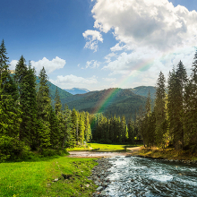 Фотообои рдуга в лесу