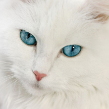 Котята 5599