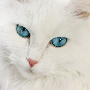Котята 5599