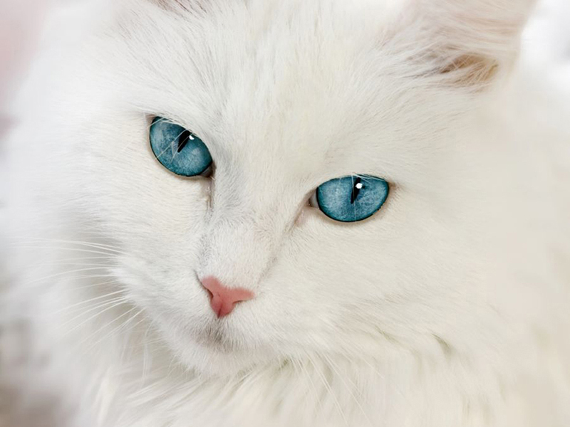 Котята 5599